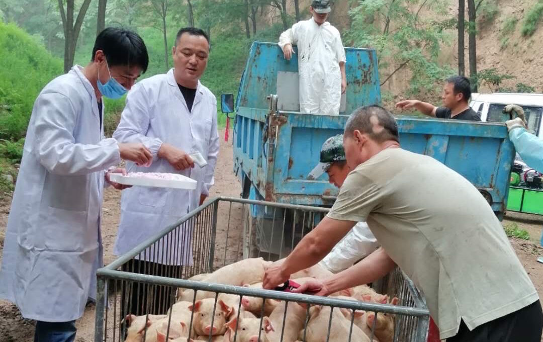 青海獸醫職業技術學院_青海畜牧獸醫職業技術學院_畜牧與獸醫雜志