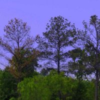 大學生英語4級報名