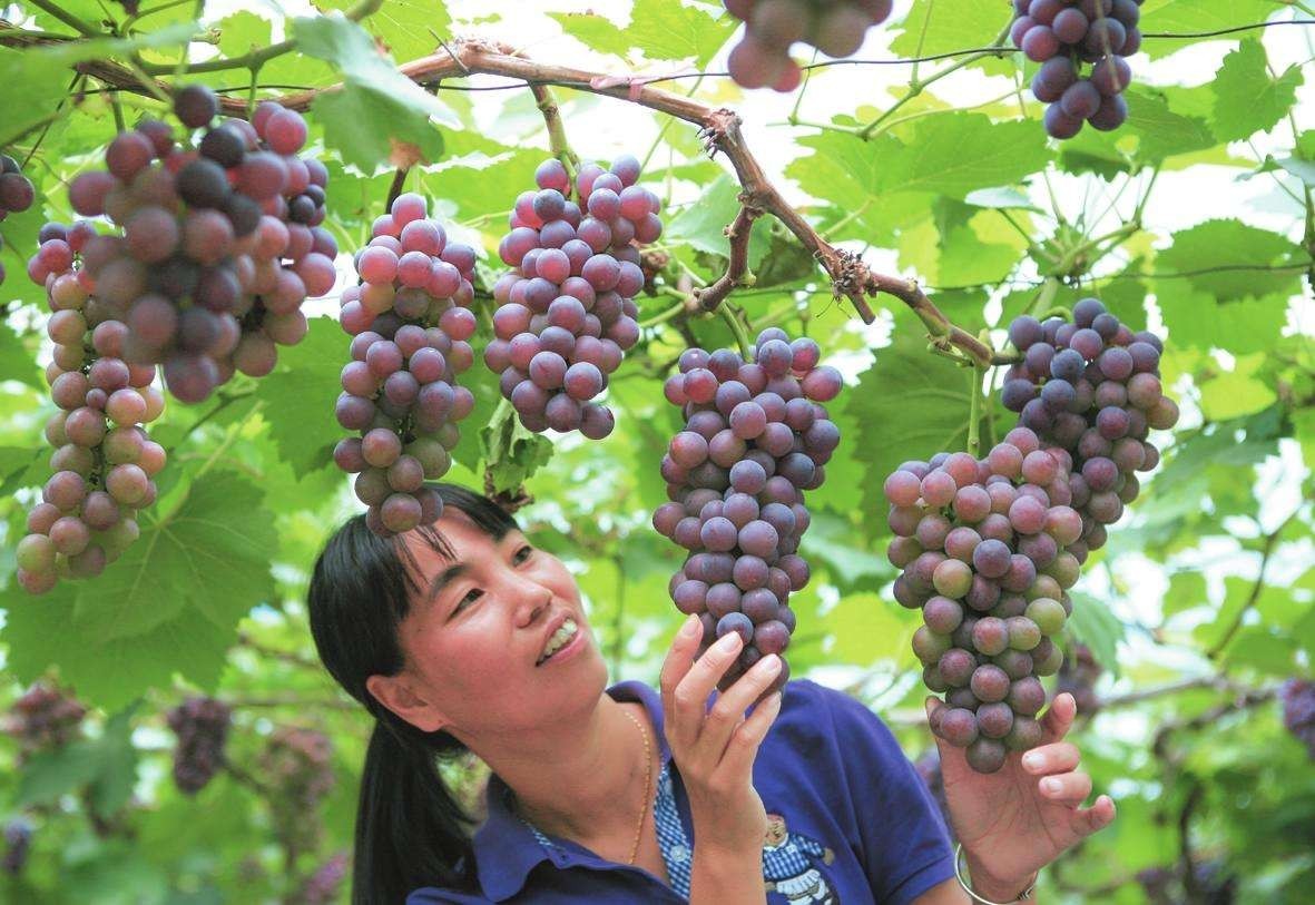 云渡古鎮(zhèn)在哪里_云附古渡口校區(qū)_云渡古城