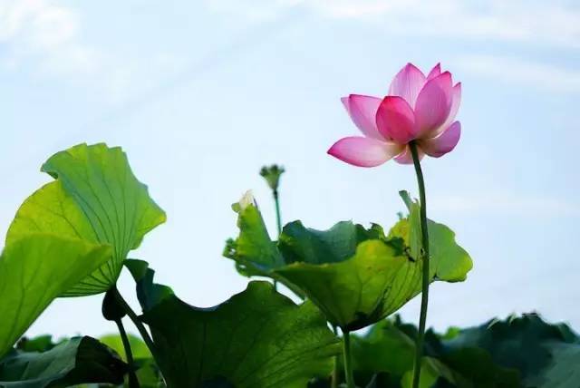 云渡古城_云渡古鎮(zhèn)在哪里_云附古渡口校區(qū)