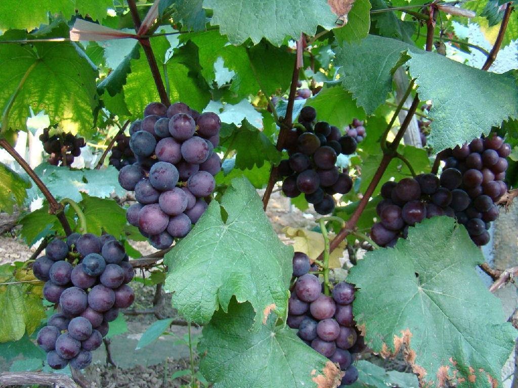 云附古渡口校區(qū)_云渡古鎮(zhèn)在哪里_云渡古城